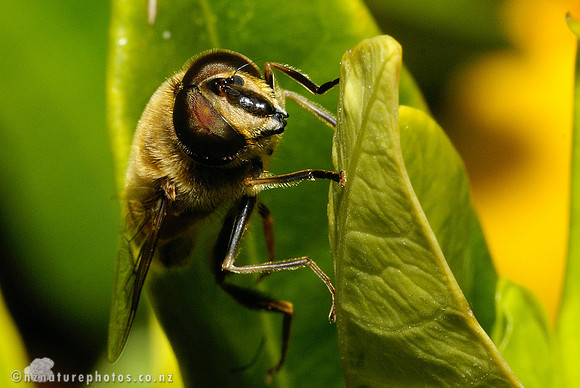 Hoverfly #2