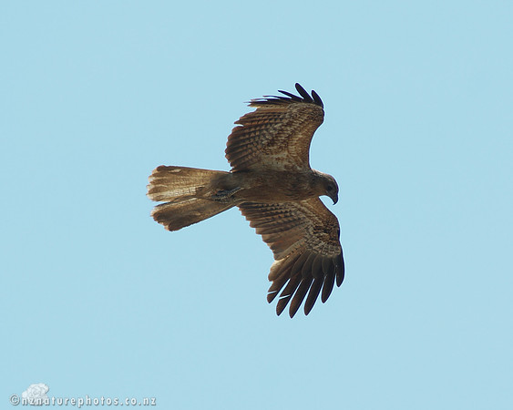 Kite