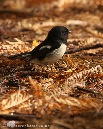 Male Miromiro