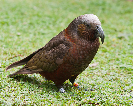 Kaka