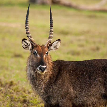 Water Buck
