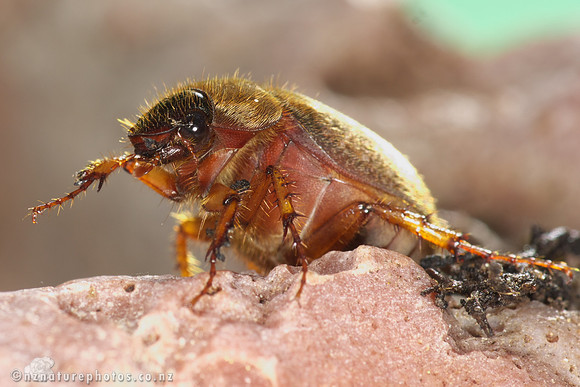 Yellowspotted Chafer