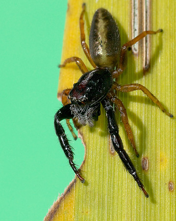 Trite planiceps
