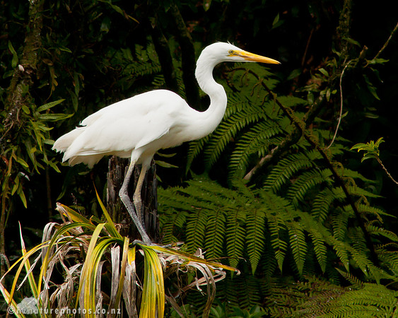 Kotuku