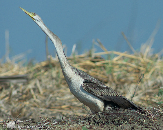 Australian Darter