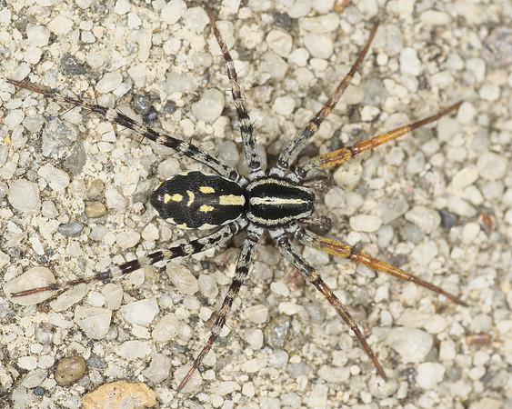 Fleet-footed Spider