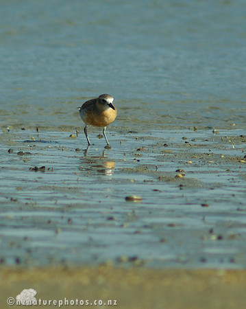 NZ Dotterel- Urupukapuka Island