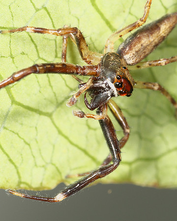 Long-legged Jumping Spider