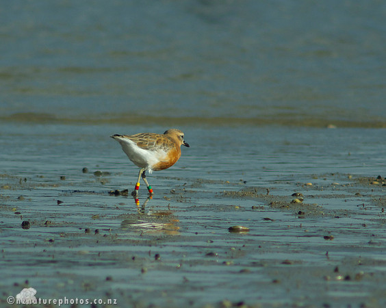 NZ Dotterel- Urupukapuka Island