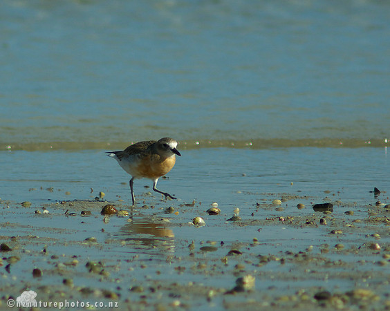 NZ Dotterel- Urupukapuka Island