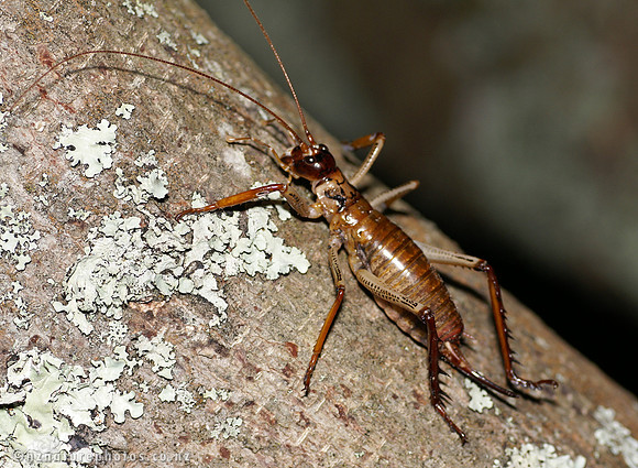 #8 Female Bush Weta