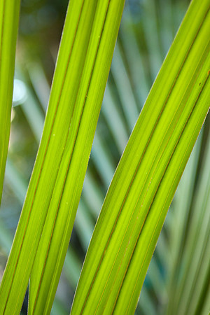 Nikau Palm Frond