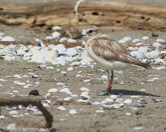 NZ Dotterel- Waiheke Island