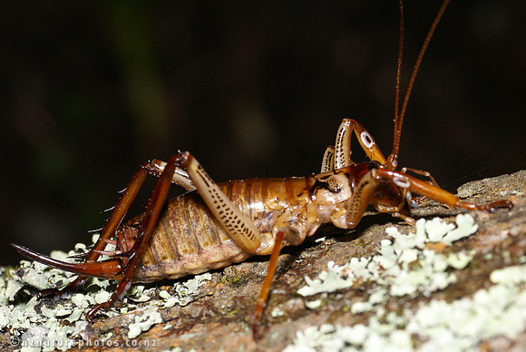 #1 Female Bush Weta