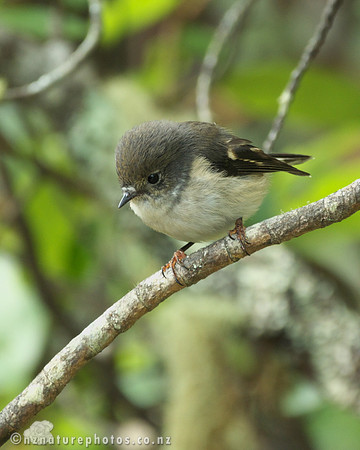Female Miromiro