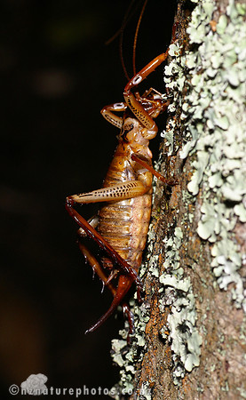 #6 Female Bush Weta