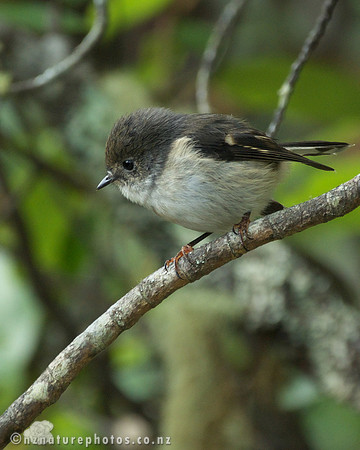 Female Miromiro