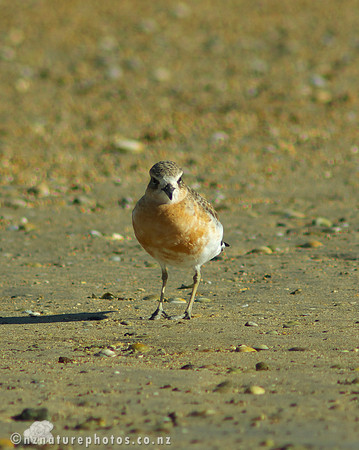 NZ Dotterel- Urupukapuka Island
