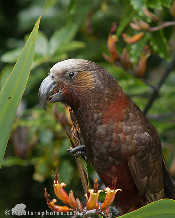 Kaka