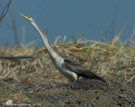 Australian Darter