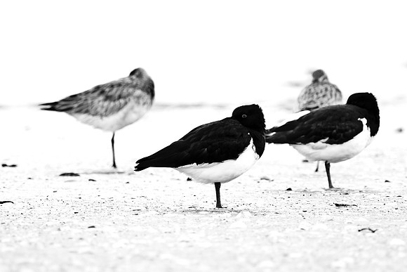 Sheltering