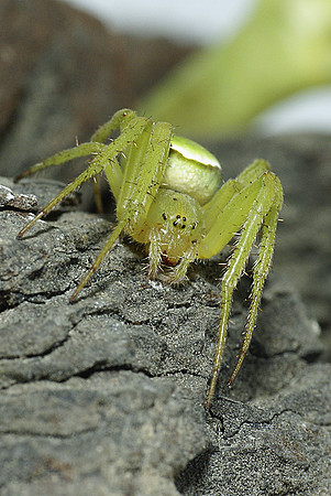 #10 Green Orb-Web Spider