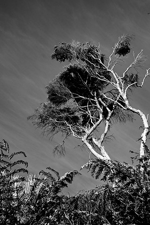 Withered