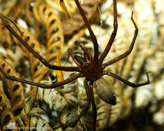 Sheetweb Spider #2