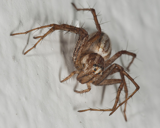 Lynx Spider