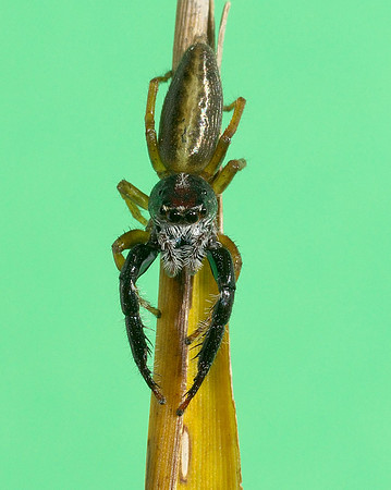 Trite planiceps