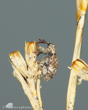 Weevil