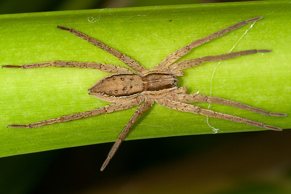Male Nurseryweb Spider