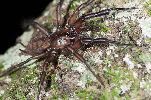 Tunnelweb