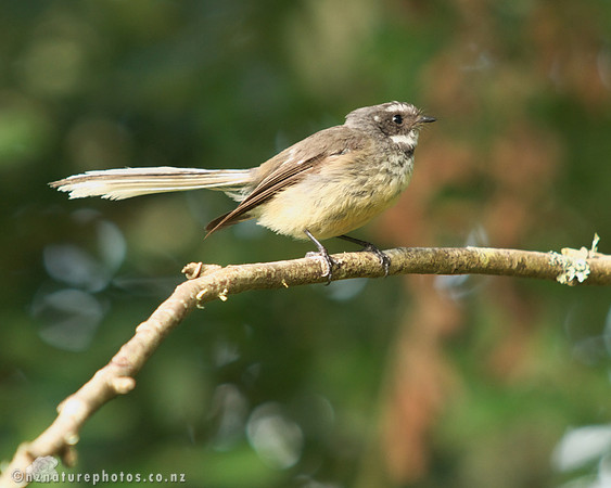 Juvenile Fantail
