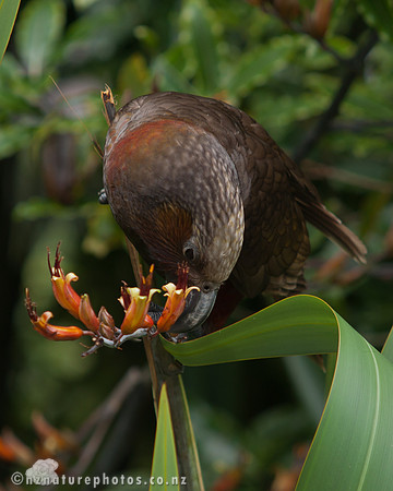 Kaka