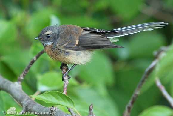 Fantail
