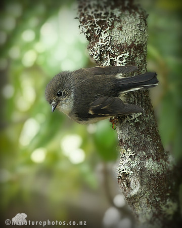 Female Miromiro