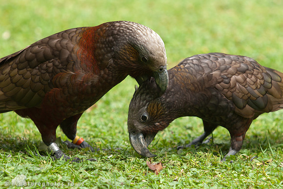 Kaka