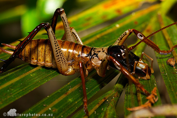 #2 Male Bush Weta