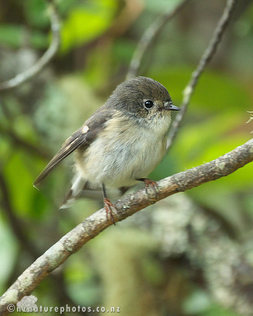 Female Miromiro
