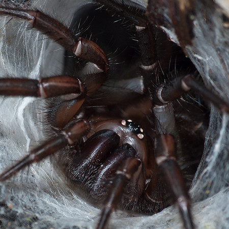Tunnelweb
