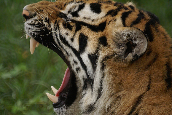Yawn