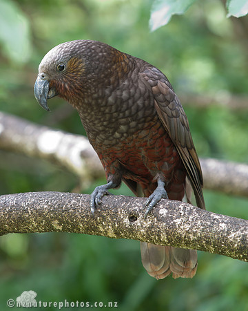 Kaka