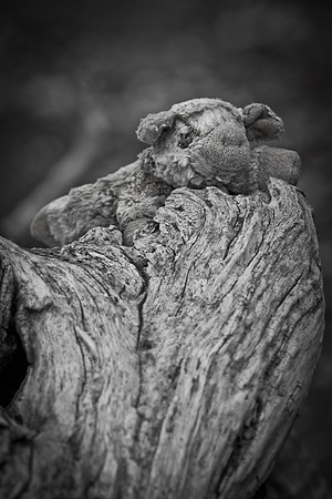 Left Behind