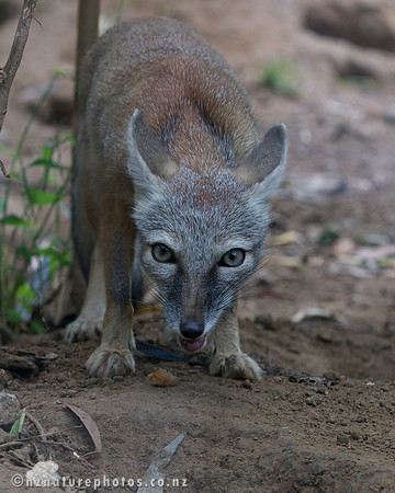 Corsace Fox