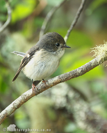 Female Miromiro