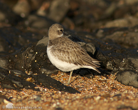 NZ Dotterel- Waitangi